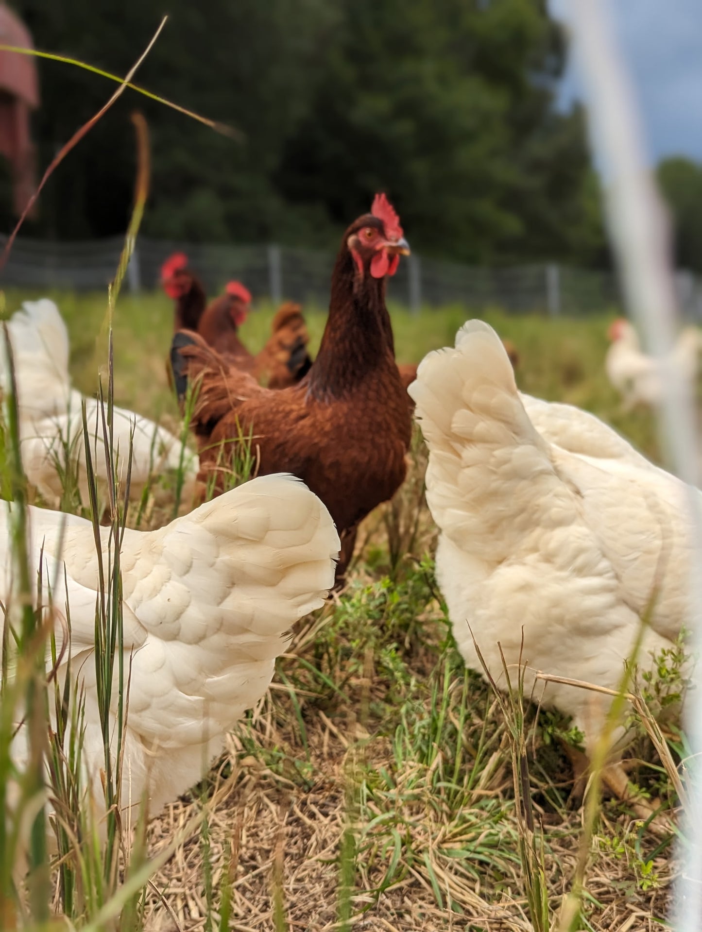 Layer Package: 4 Laying Hens and Bag of Feed