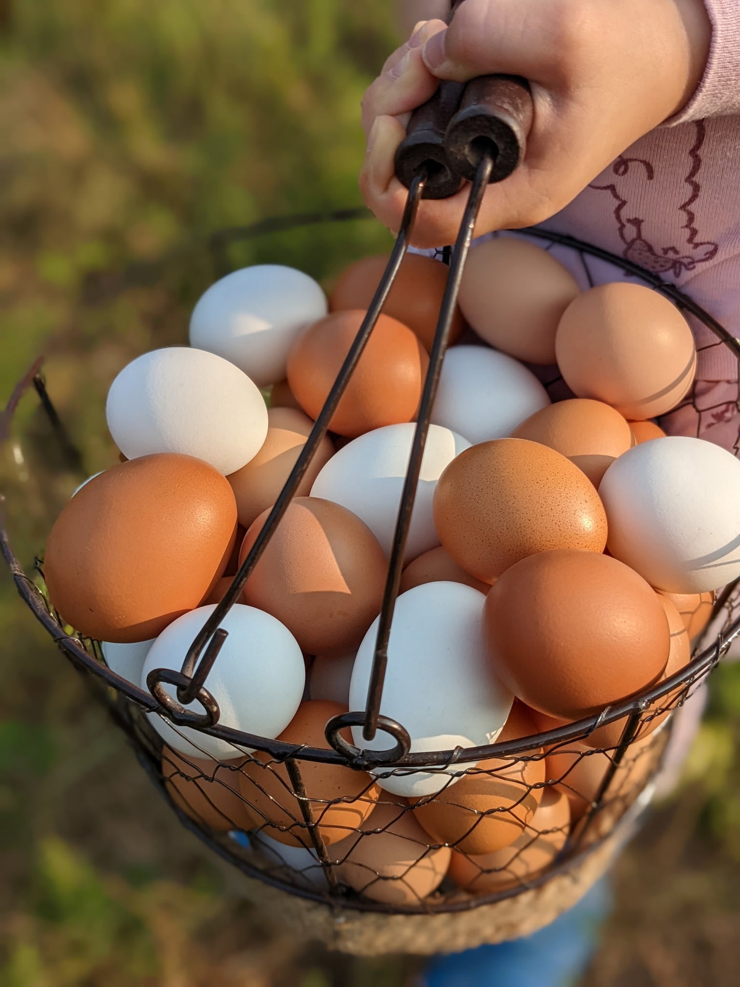 Layer Package: 4 Laying Hens and Bag of Feed