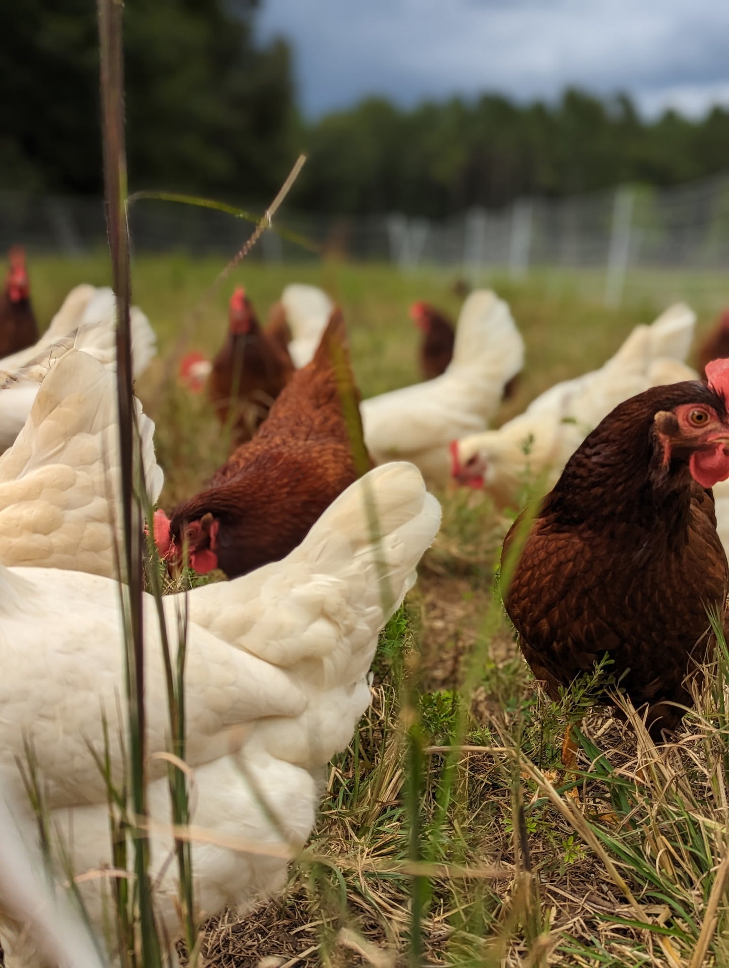 Layer Package: 4 Laying Hens and Bag of Feed